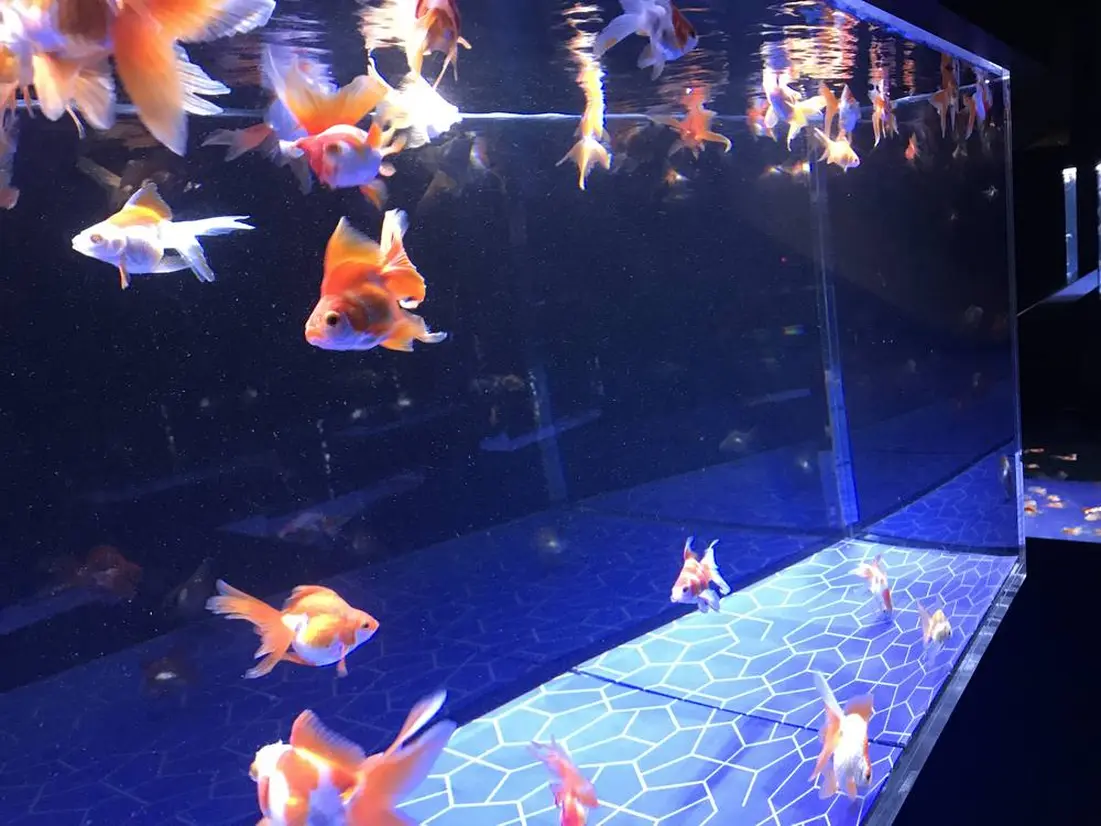 江戸リウム　金魚展示