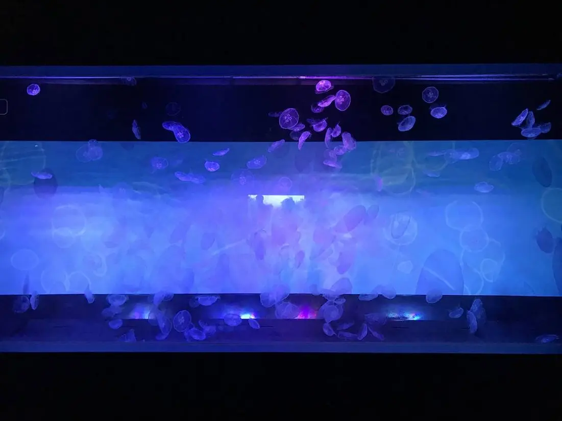 クラゲゾーン