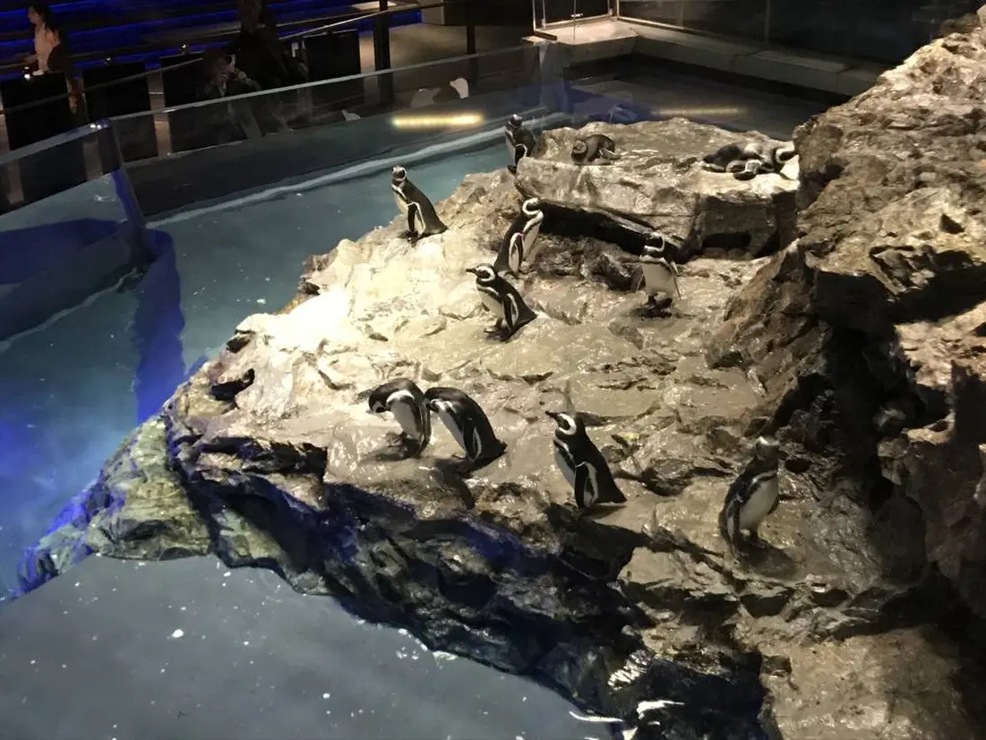 マゼランペンギン