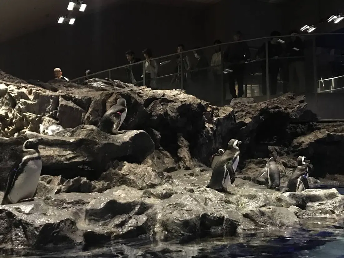 マゼランペンギン