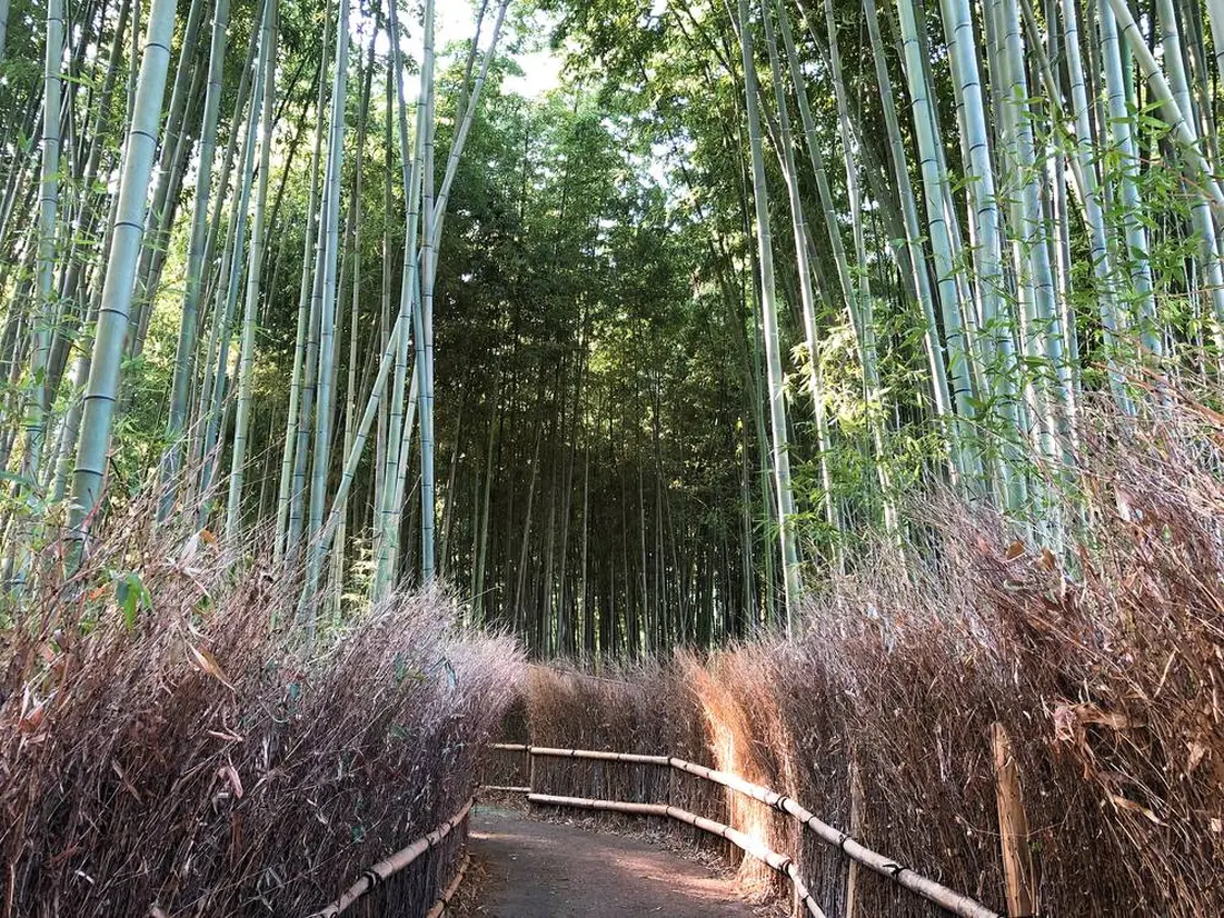 竹林の小径