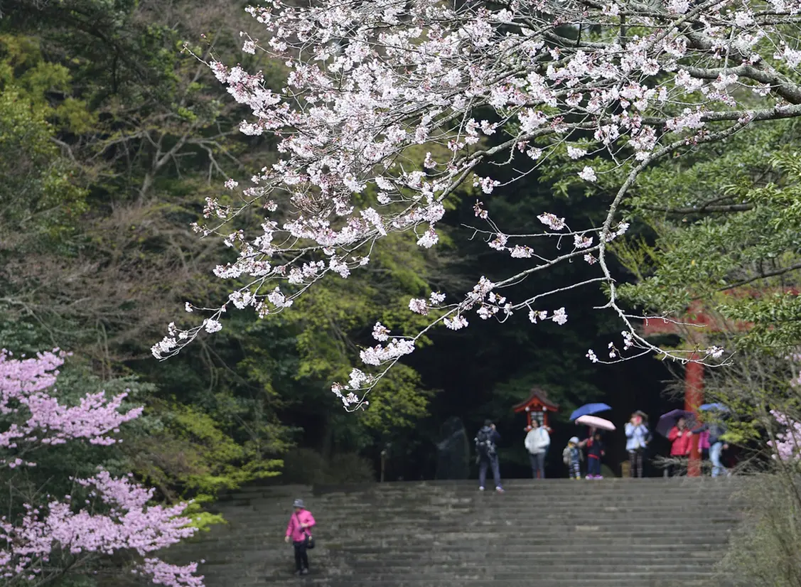 参道の桜