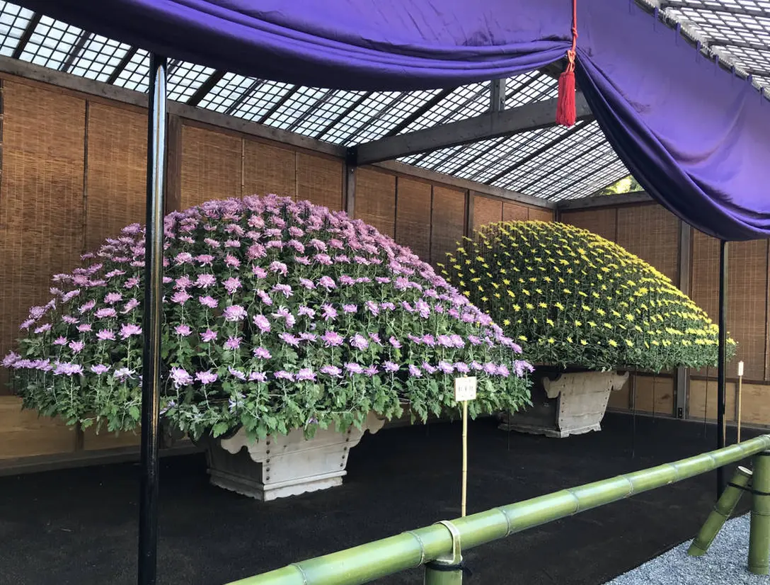 大作り花壇