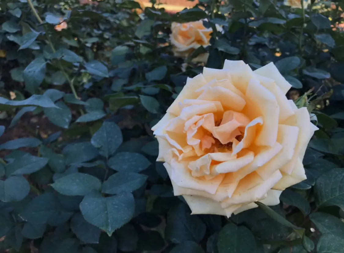 薔薇