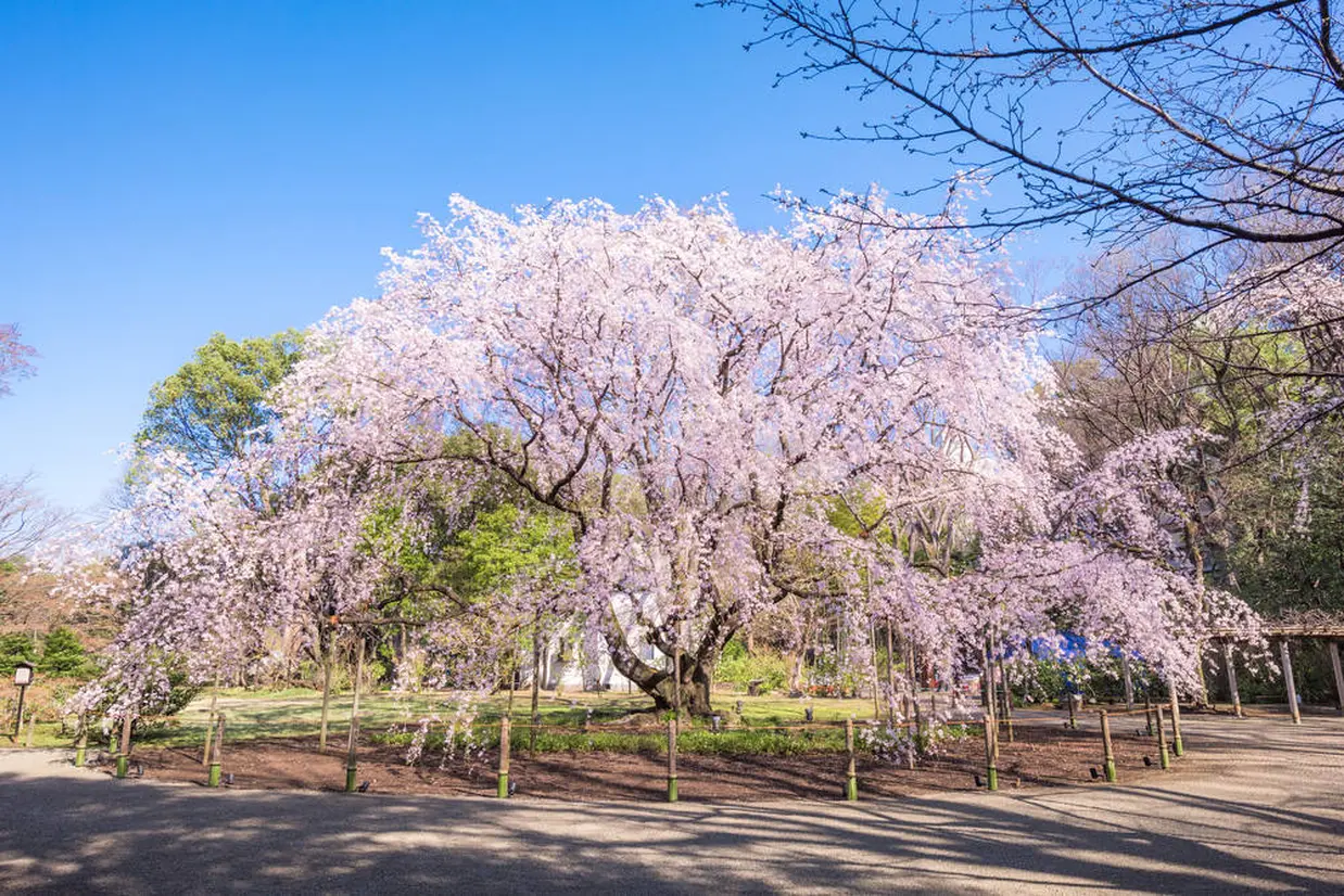 しだれ桜