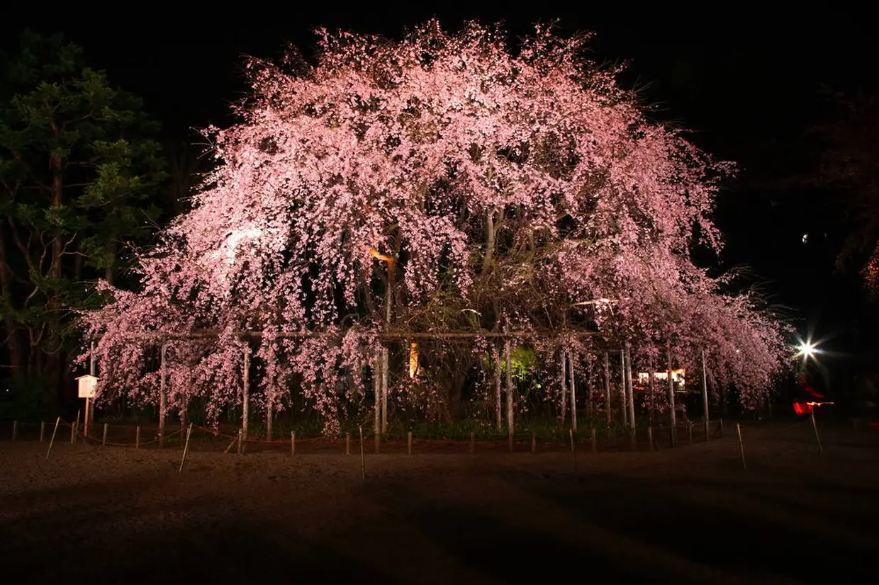 しだれ桜　ライトアップ