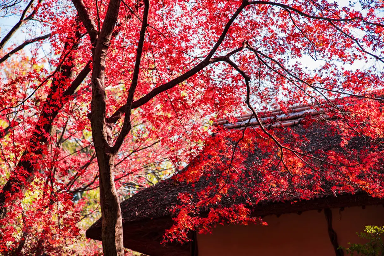 紅葉