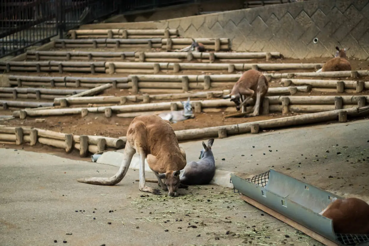 カンガルー