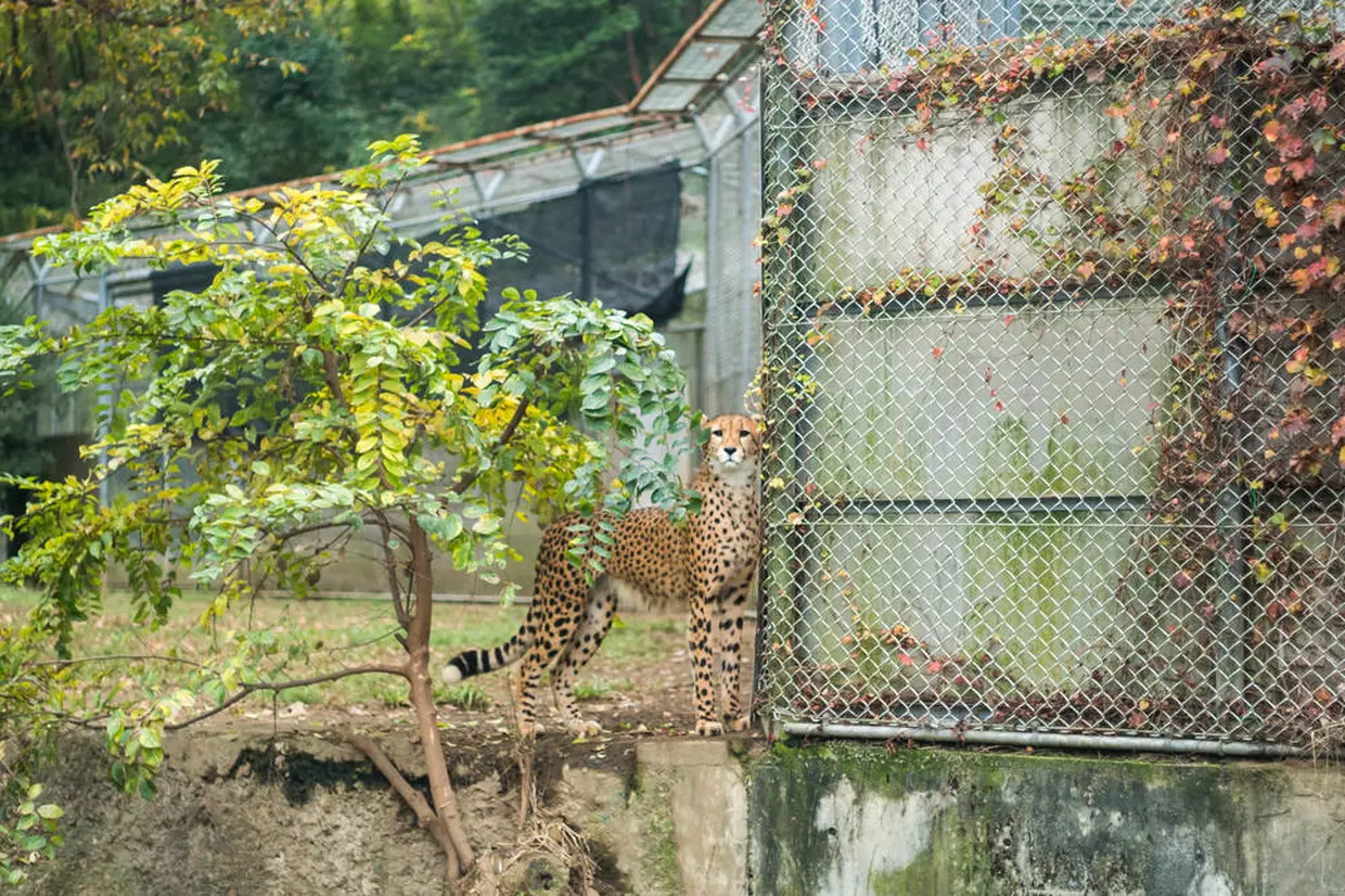 チーター