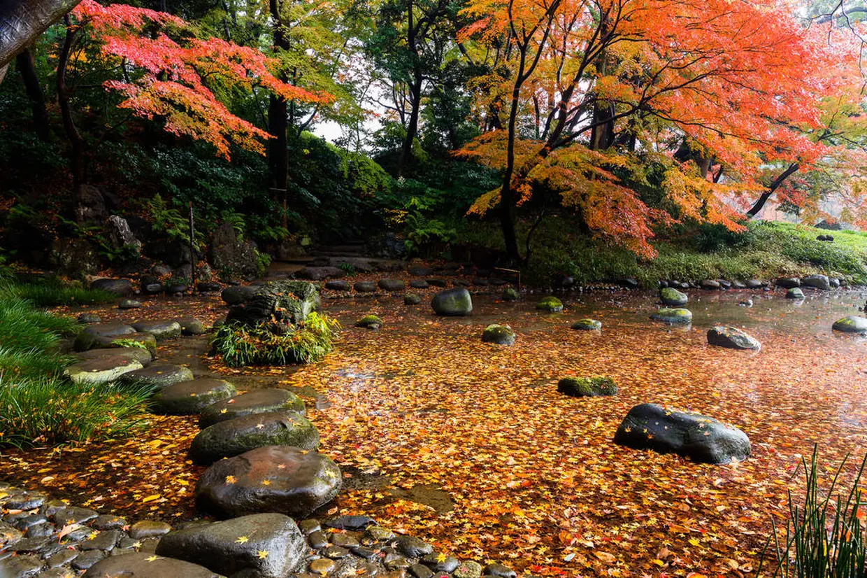 紅葉
