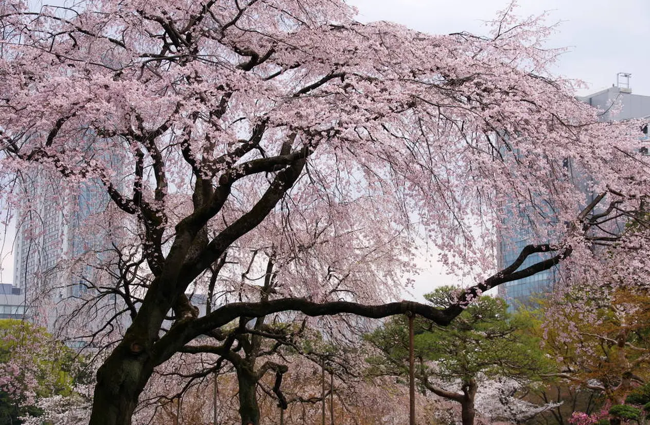 しだれ桜
