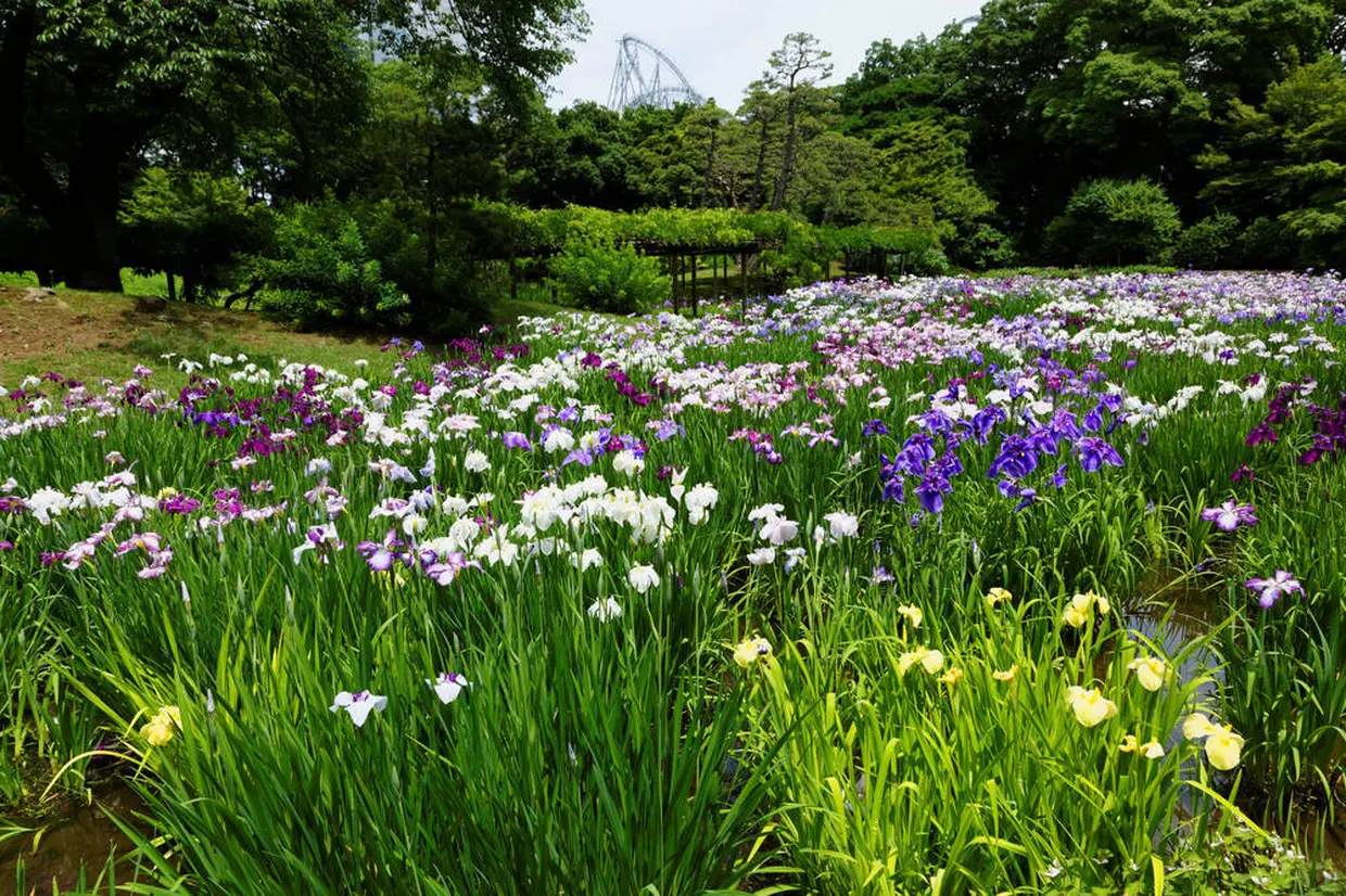 花菖蒲