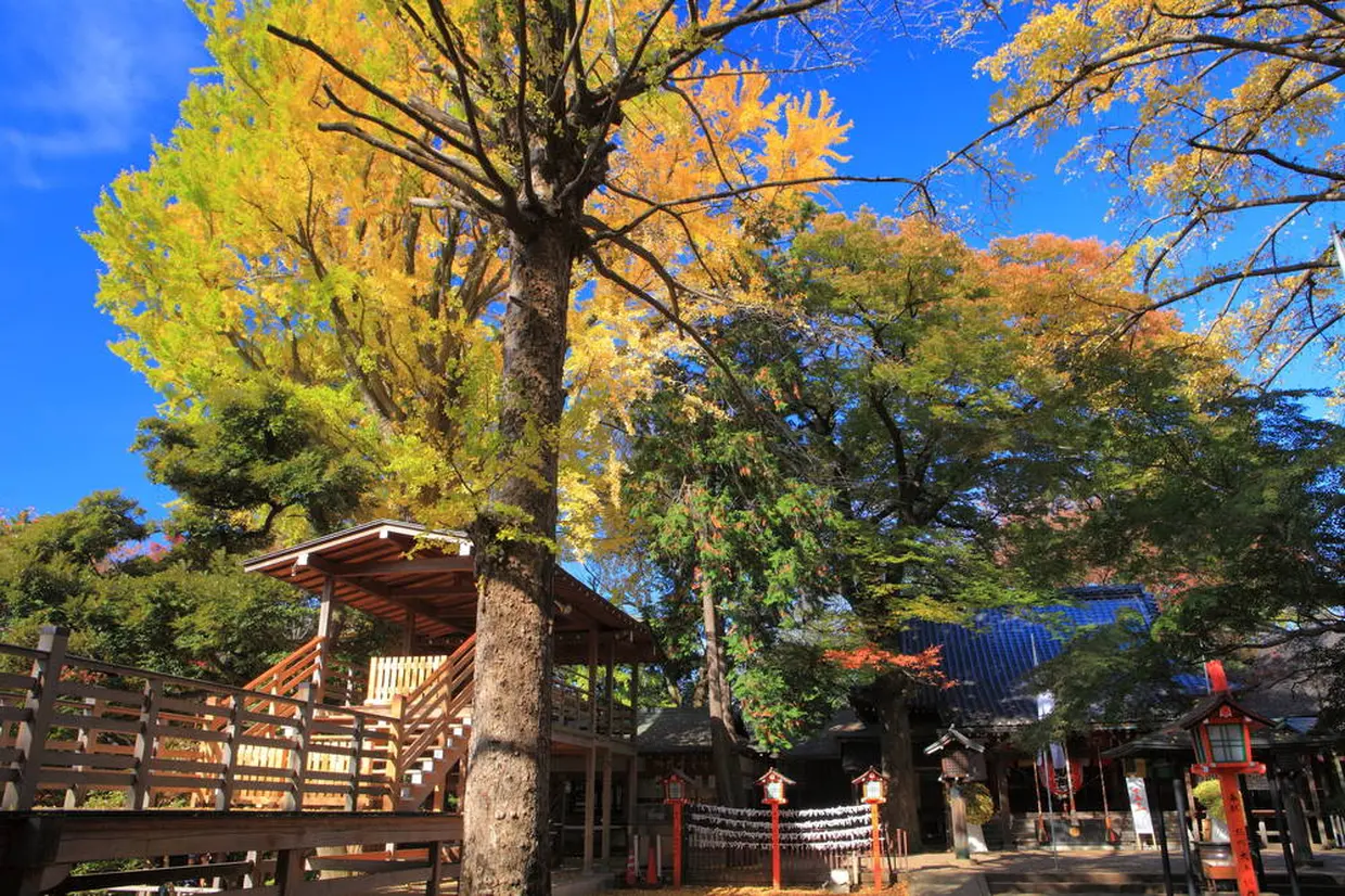 紅葉の季節の見晴らし舞台