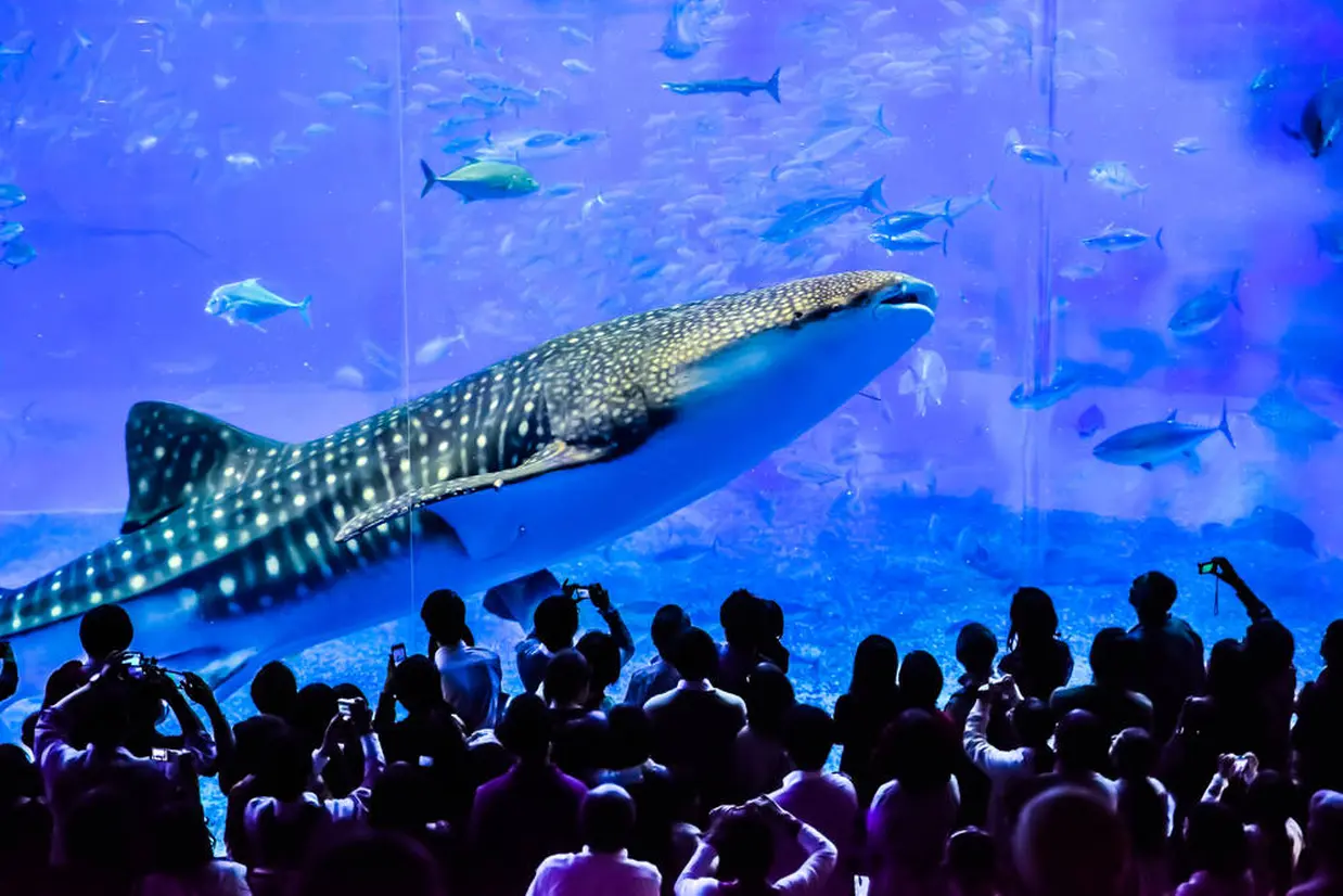 沖縄美ら海水族館