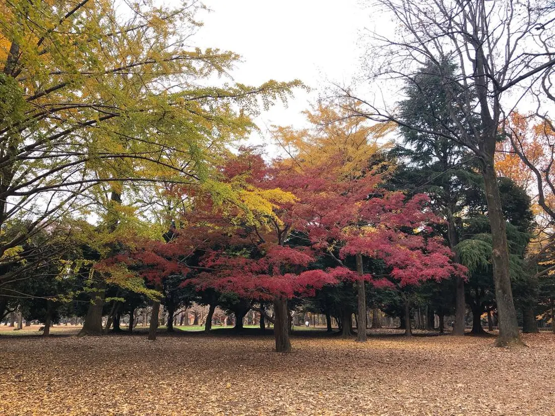 紅葉の様子