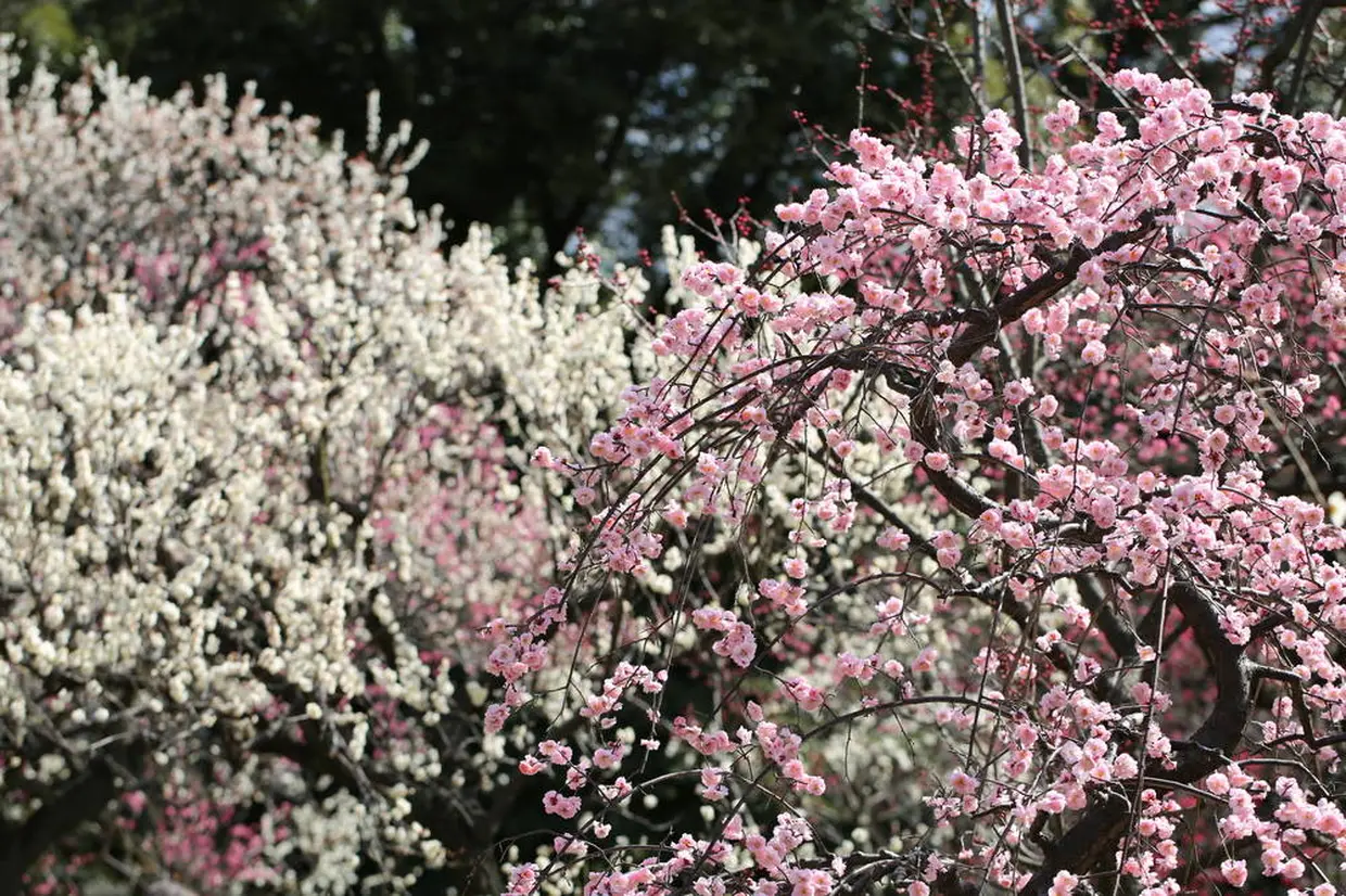 梅林