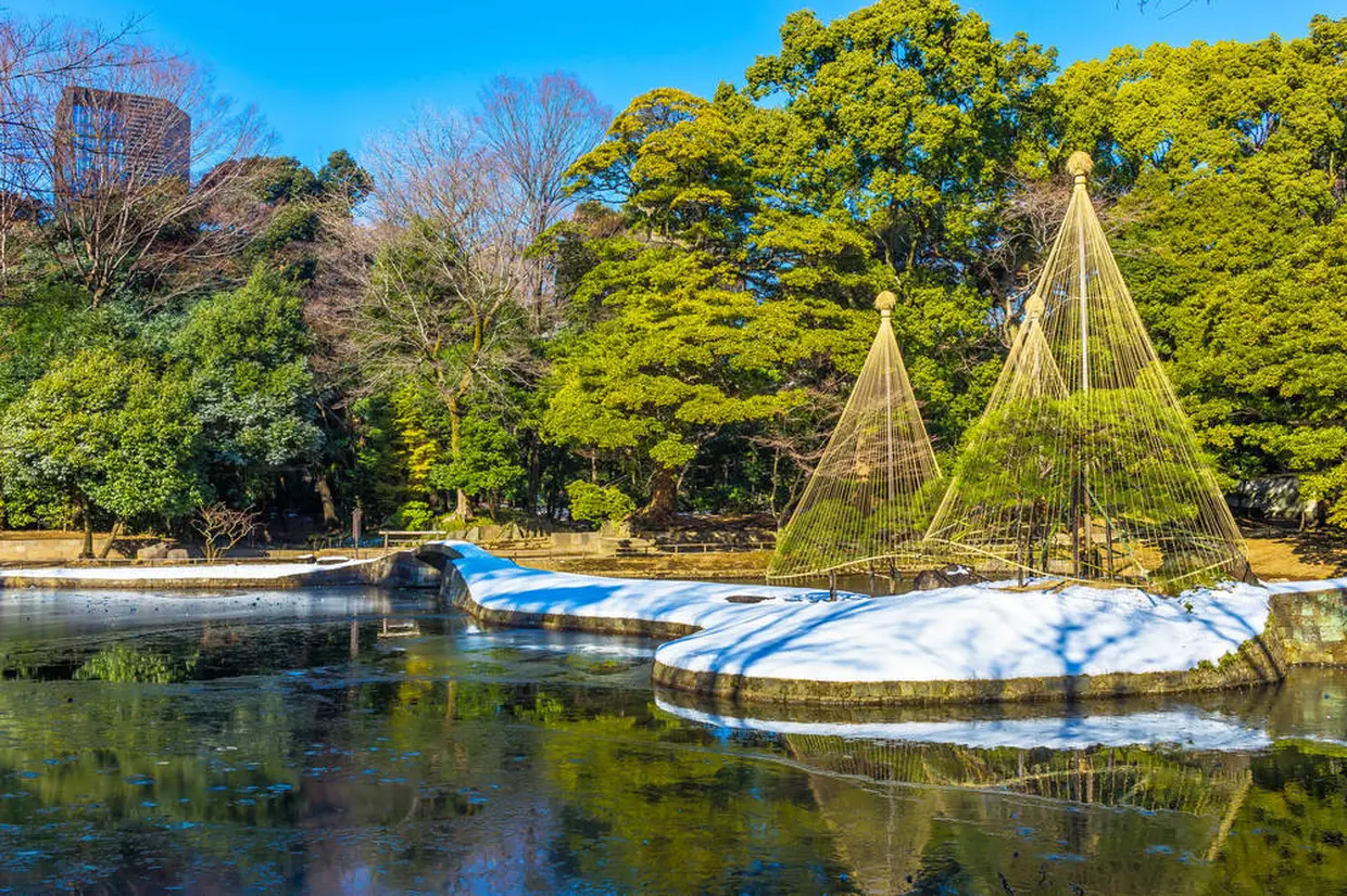 雪吊りの松