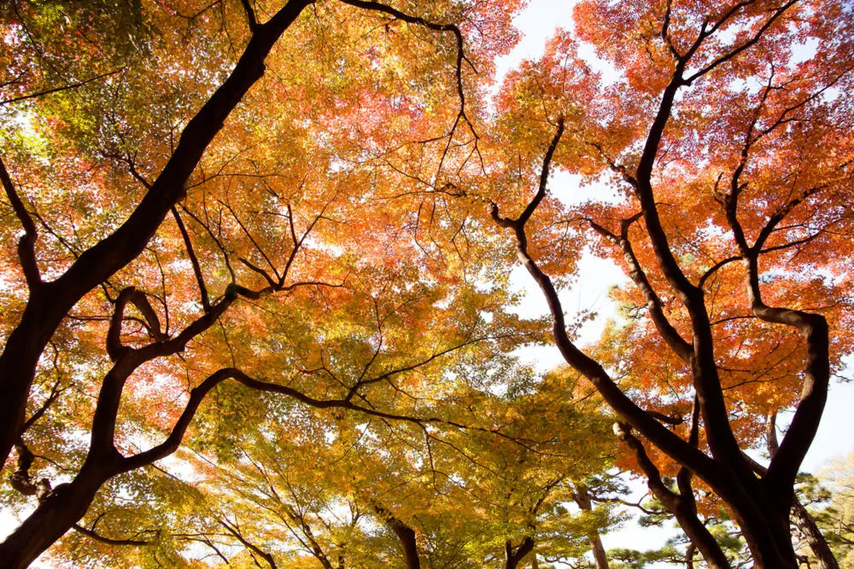 紅葉林