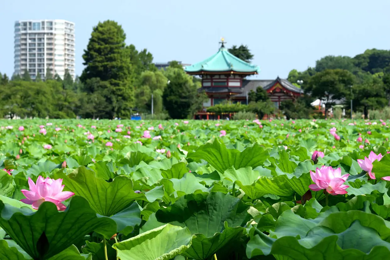 不忍池の蓮の花