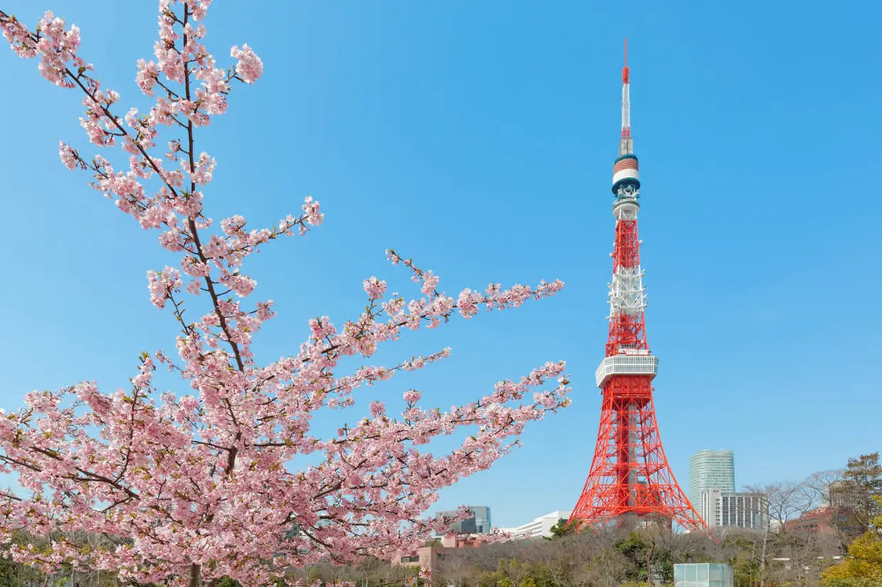 東京タワーと桜