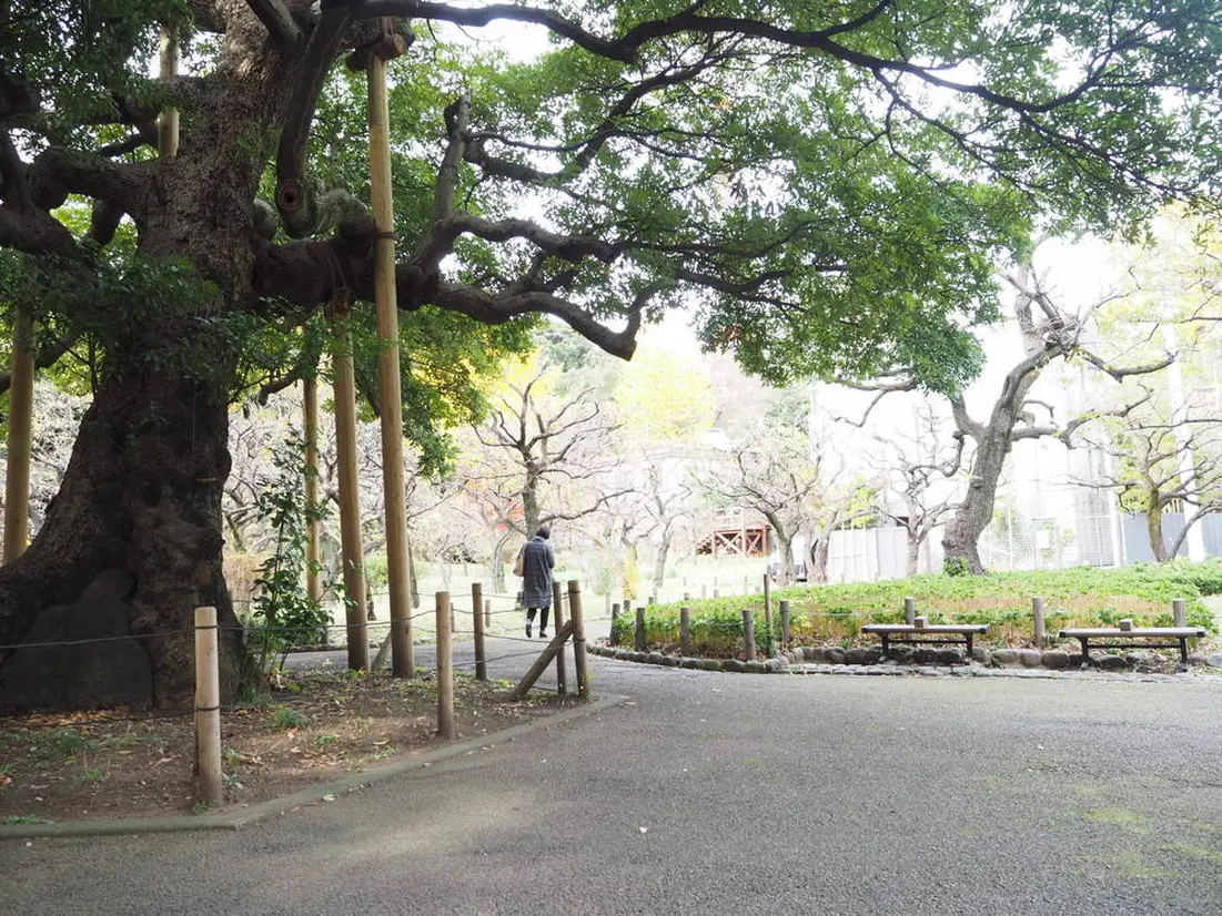 芝公園　松