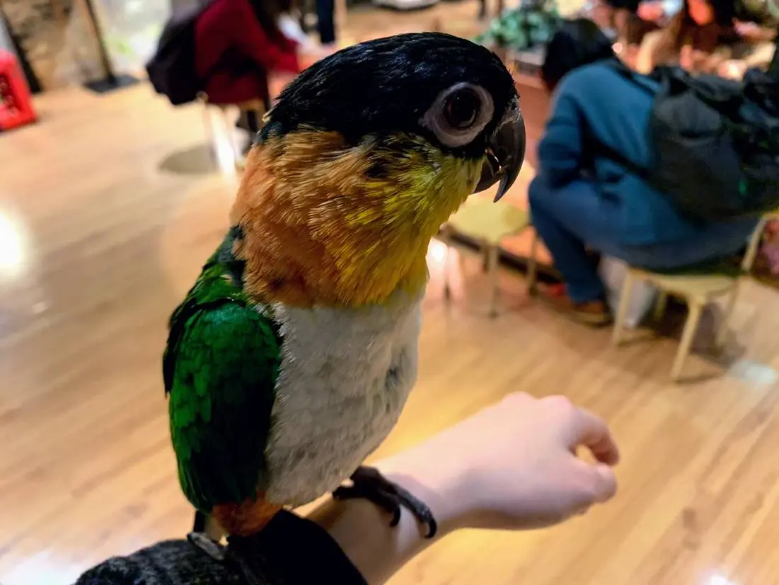 ズグロシロハラインコ