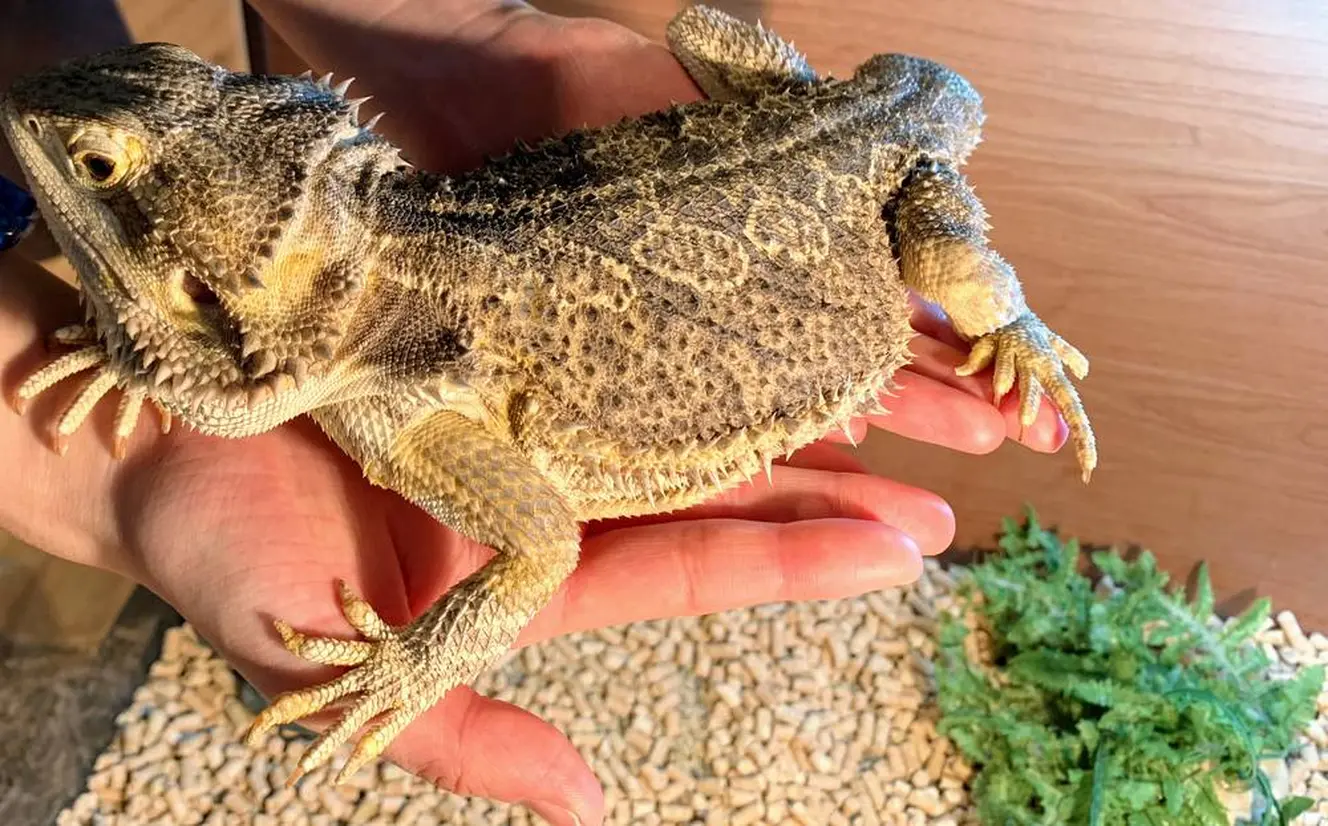 フトアゴヒゲトカゲ