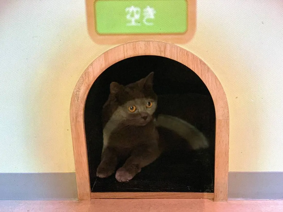 プロジェクションマッピングの家にいる猫