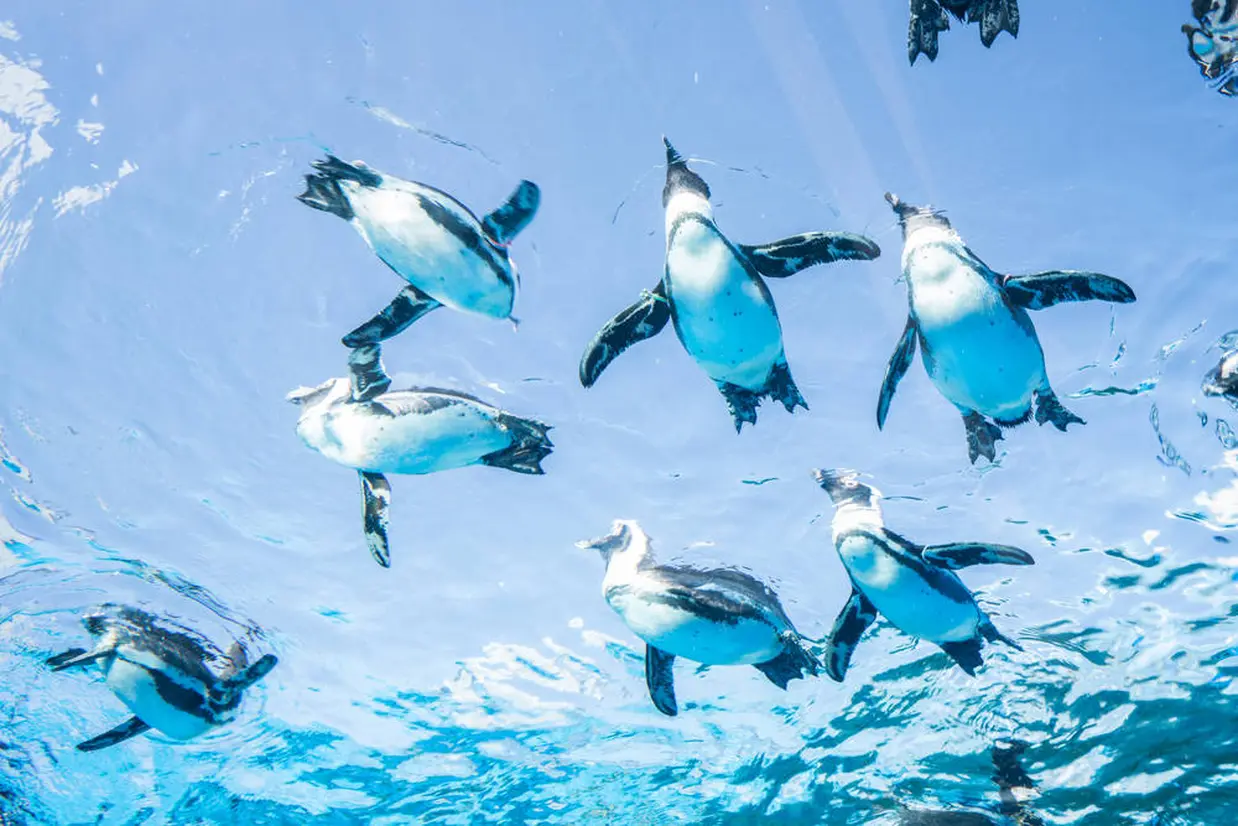 天空のペンギン