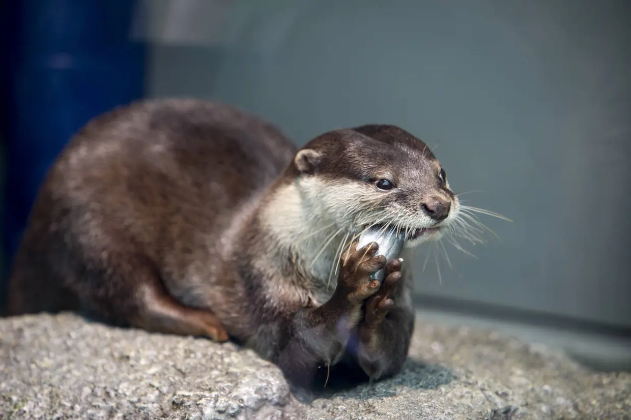 カワウソ