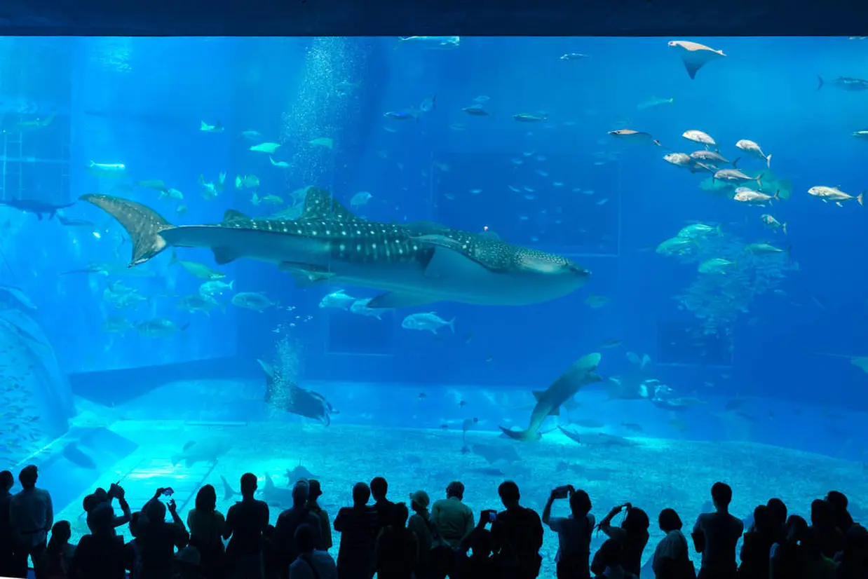 沖縄美ら海水族館
