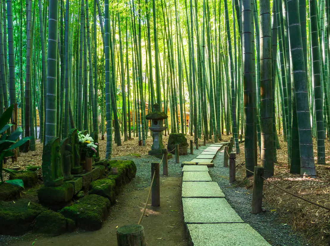 報国寺