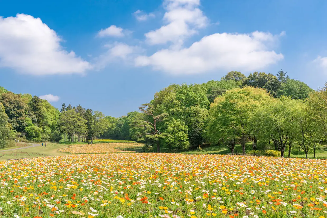 国営武蔵丘陵森林公園