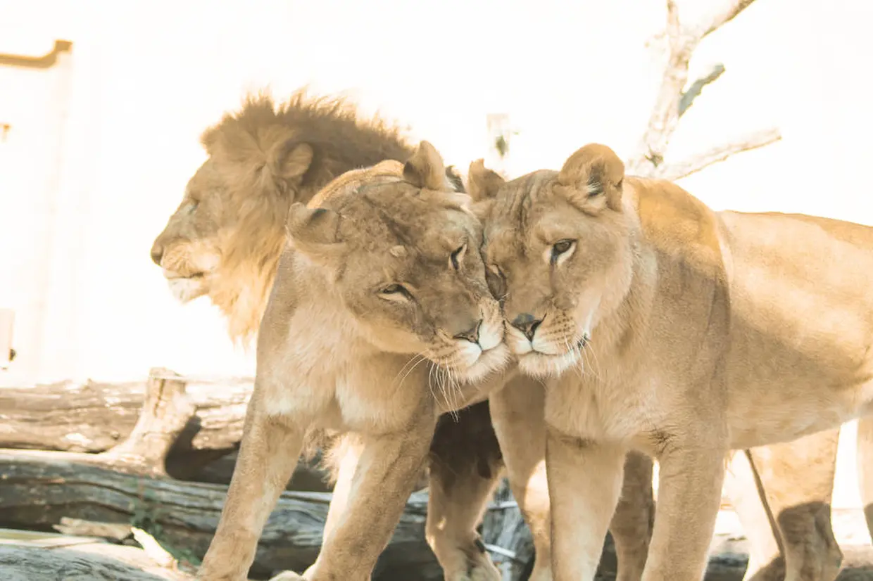 東武動物公園
