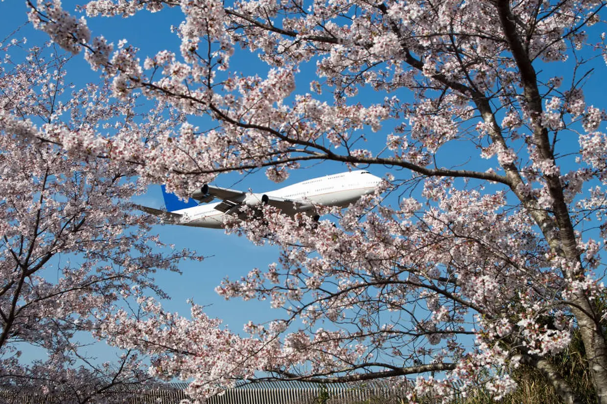 さくらの山公園
