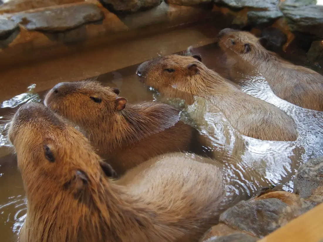 長崎バイオパークのカピバラ