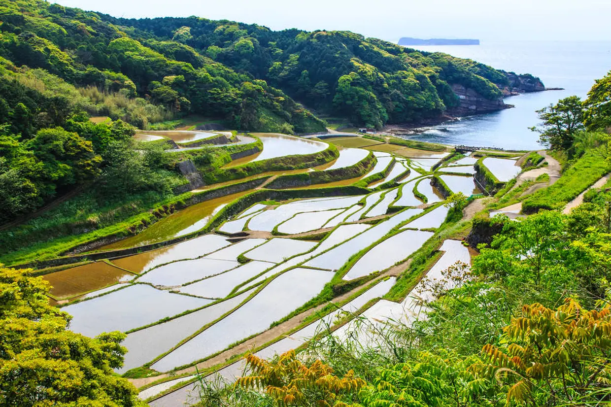 浜野浦の棚田