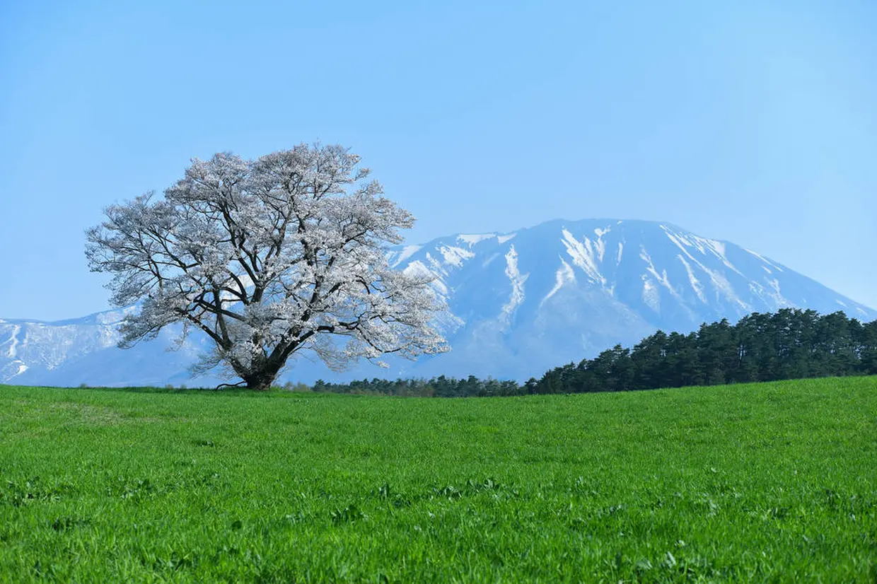 小岩井農場