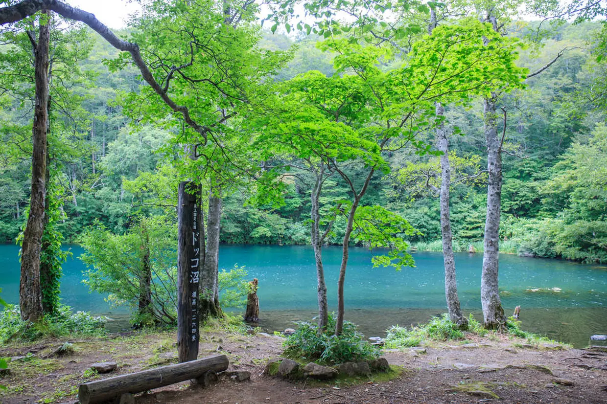 ドッコ沼