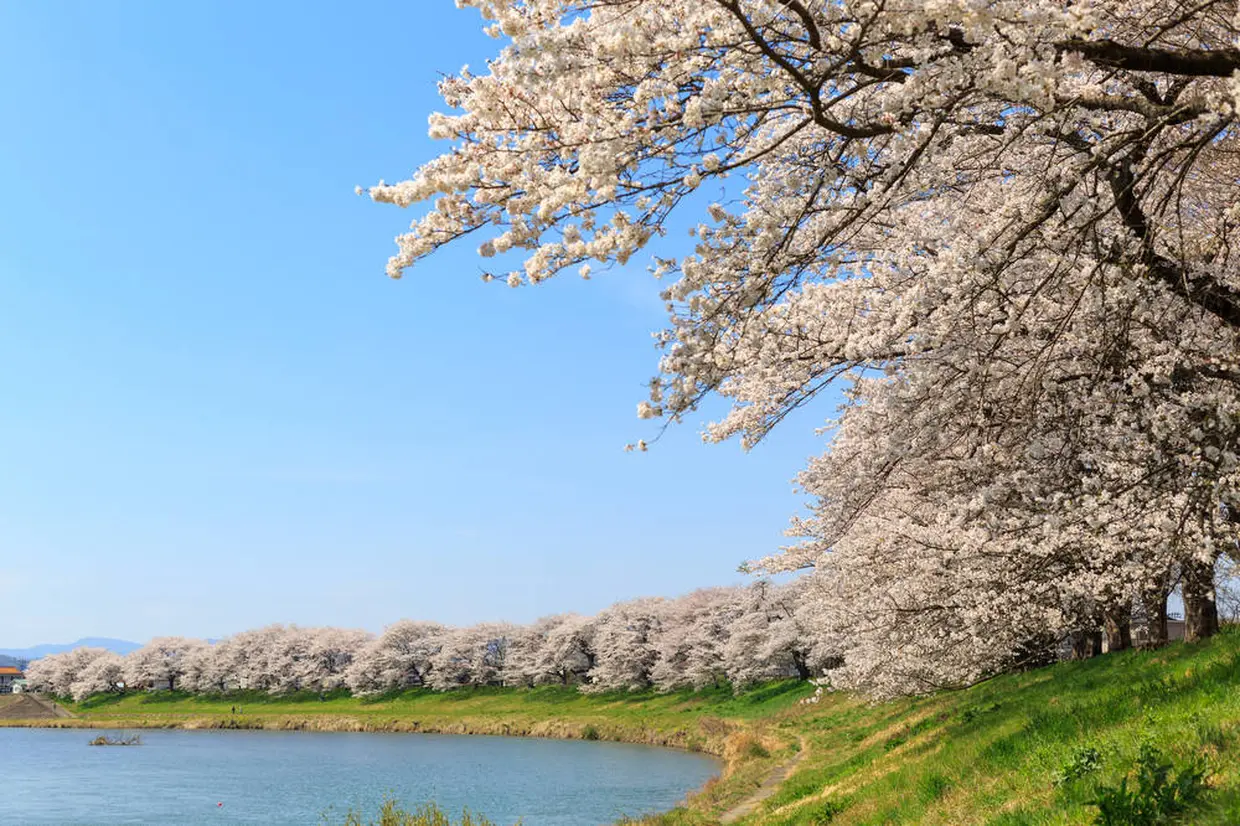白石川堤一目千本桜