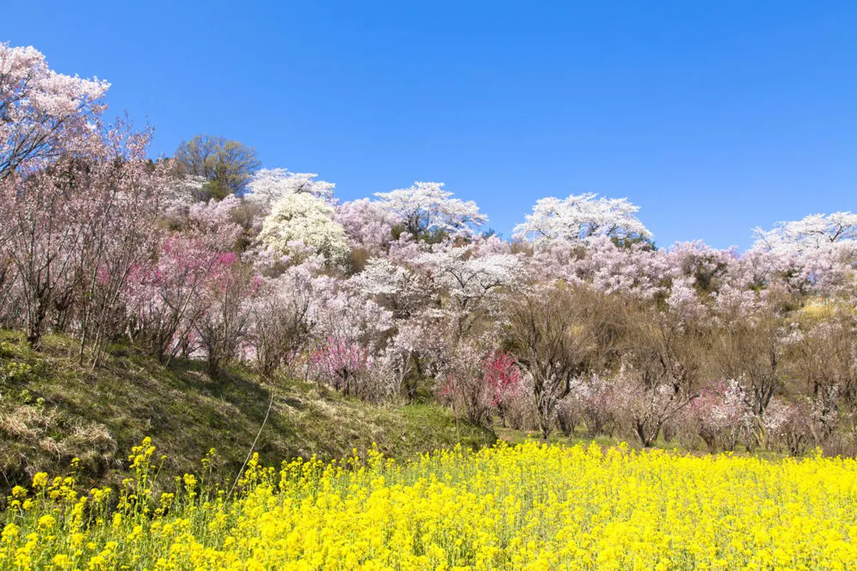 花見山公園