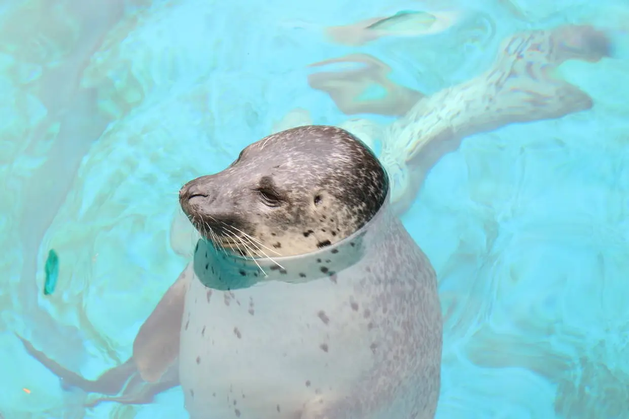 アザラシ