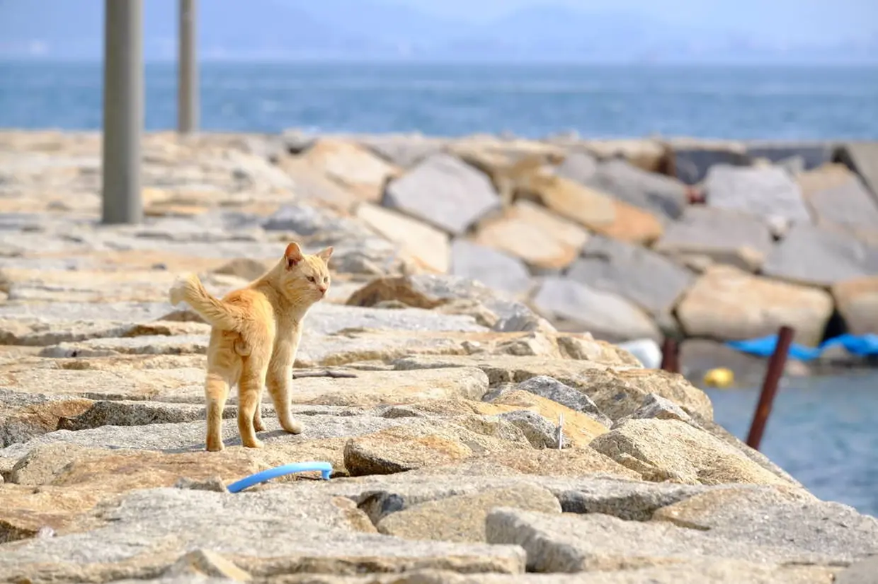 男木島