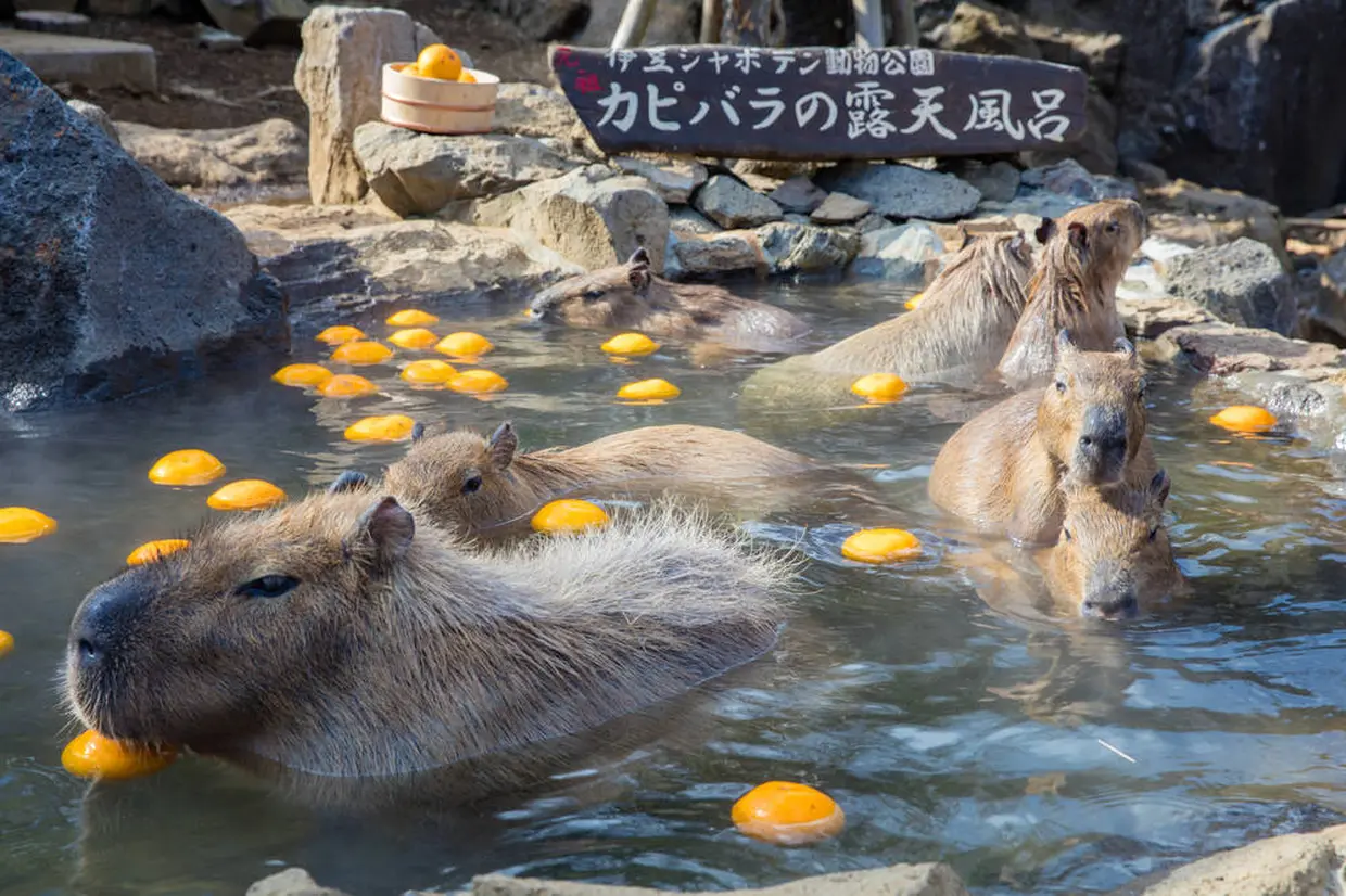 伊豆シャボテン公園