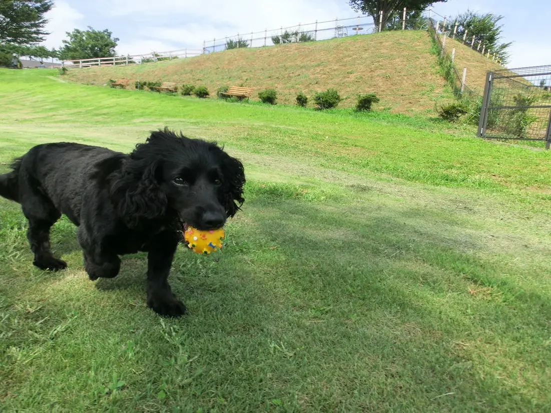 世界の名犬牧場