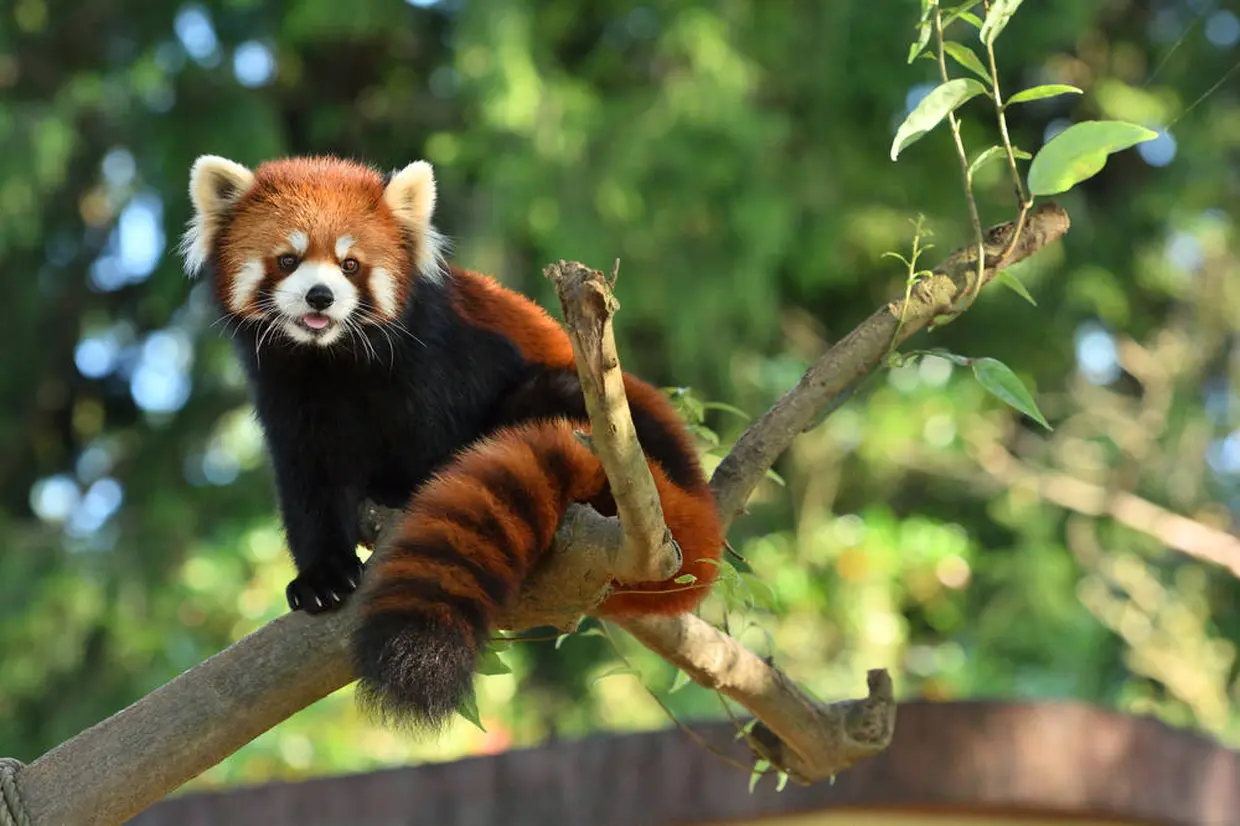 日本平動物園