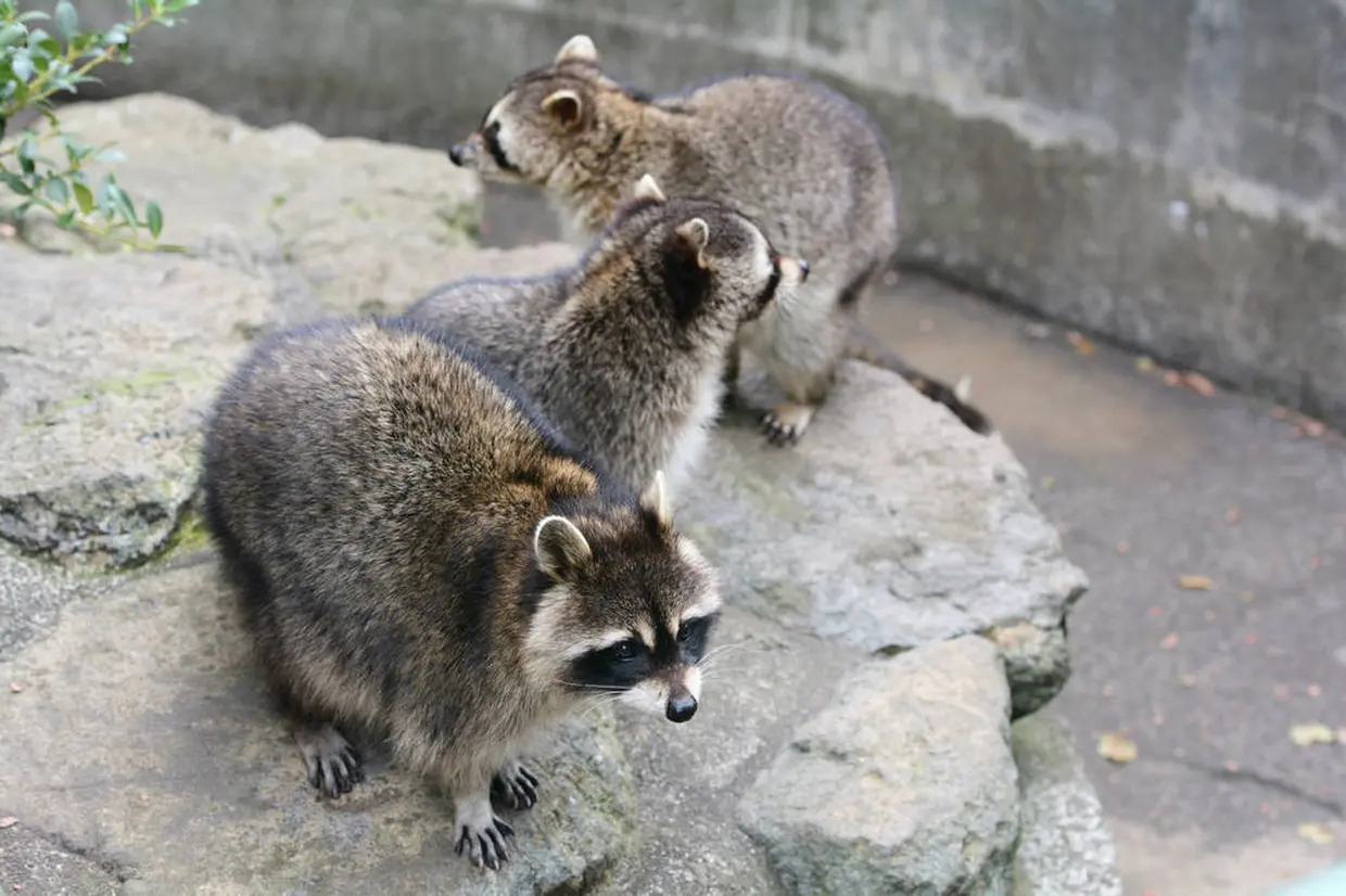 熱川バナナワニ園