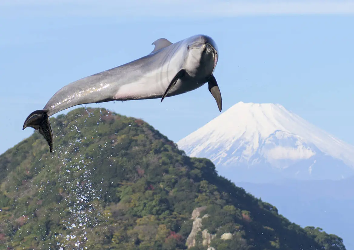 伊豆・三津シーパラダイス