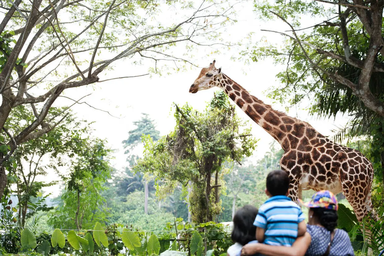 シンガポール動物園（Singapore Zoo）© 2019 Singapore Tourism Board.