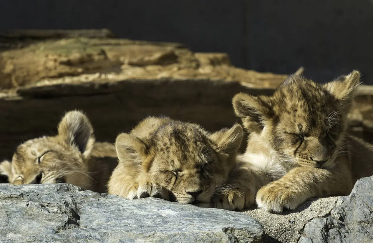 日立市かみね動物園
